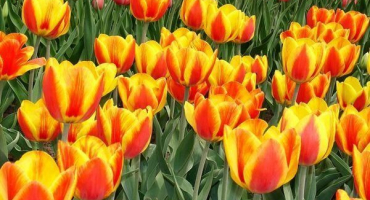 Popis a charakteristika tulipánové odrůdy apeldoorn, výsadba a pěstování